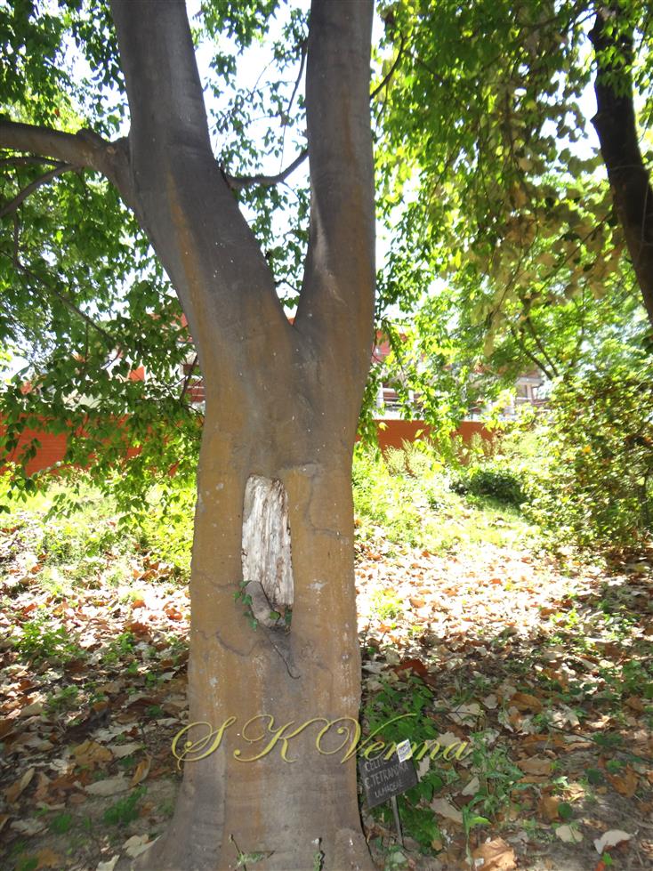  Tree trunk